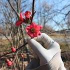 Japanese Quince