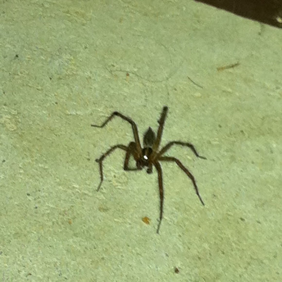 Spotting Image 1