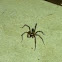 Wolf spider