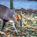 Muntjac Deer
