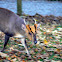 Muntjac Deer