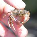 Dungeness Crab