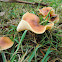 Gymnopus dryophilus