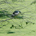 Black-crowned night-heron