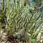 Yellow Sea Whip