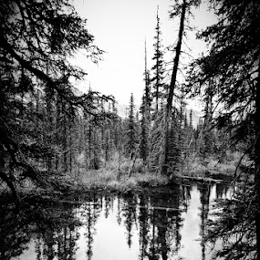 Trees near the River - Glacier National Park by Joe Boyle - Landscapes Waterscapes ( pines, stream, tree, white, trees, pwcbwlandscapes, pine, black, glacier national park, river )