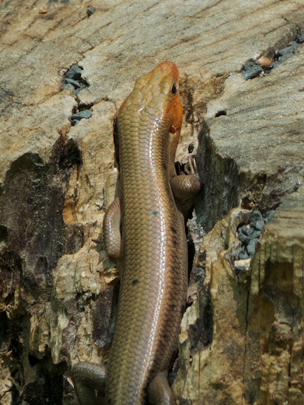 Spotting Image 1