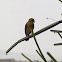 White-bellied canary