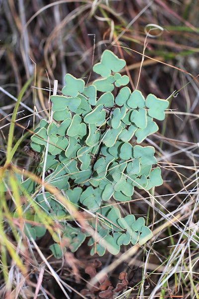 Arrowhead Fern, Hard Fern | Project Noah