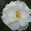 white rose