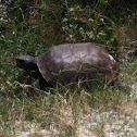 Gopher Tortoise