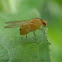 Sapromyza quadripunctata