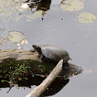 Eastern painted turtle