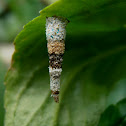 Unknown bagworm