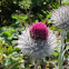 California Thistle