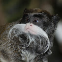 Emperor tamarin