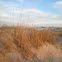 Barrón. European Marram Grass