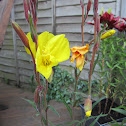 evening primrose
