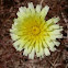 Desert Dandelion