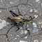 Eastern Lubber Grasshopper
