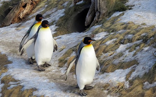 How to mod Penguin  Wallpaper patch 1.0 apk for pc