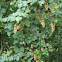 Princess tree
