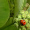 Lady Bird Beetle