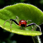 Crab spider