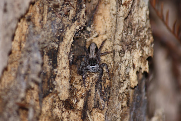 Spotting Image 1