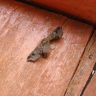 Polilla Moths