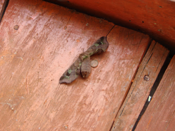 Spotting Image 1