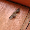 Polilla Moths