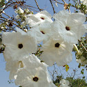 Flor de Casahuate