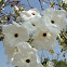 Flor de Casahuate