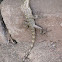 Changeable Lizard