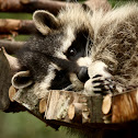 North American Raccoon