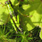 grasshopper