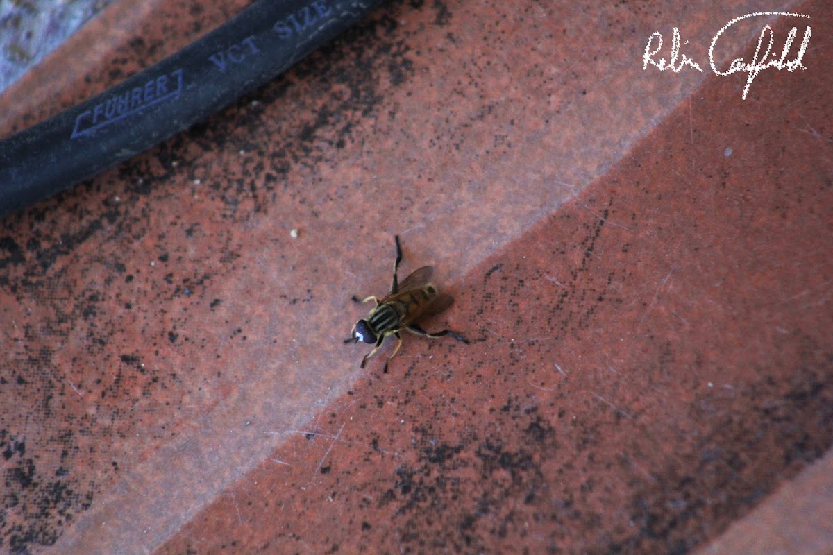 uncertain bug
