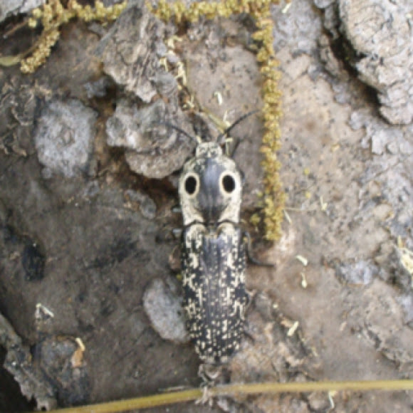 Spotting Image 1