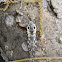 Eyed Click Beetle