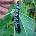 caterpillar