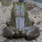 Bullfrog