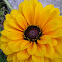 Zinnia?