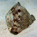 King Helmet