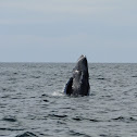 Humpback whale