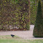 Carrion Crow