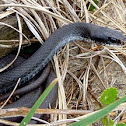 Southern Black Racer