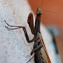 European mantis / Europäische Gottesanbeterin