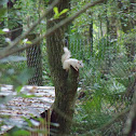 Eastern Grey Squrrel