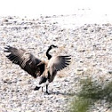 Canada Goose